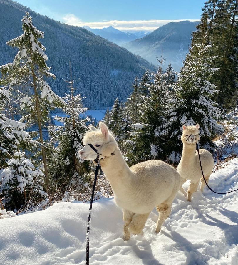 Affittacamere Bio-Bauernhof Grundlehnerhof Ramsau am Dachstein Esterno foto